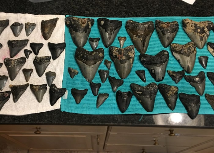 北卡罗莱纳州是发现巨齿鲨牙齿的热点。