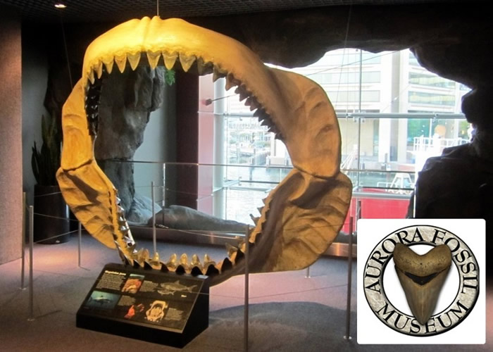 该州更设有博物馆介绍体形惊人的巨齿鲨。