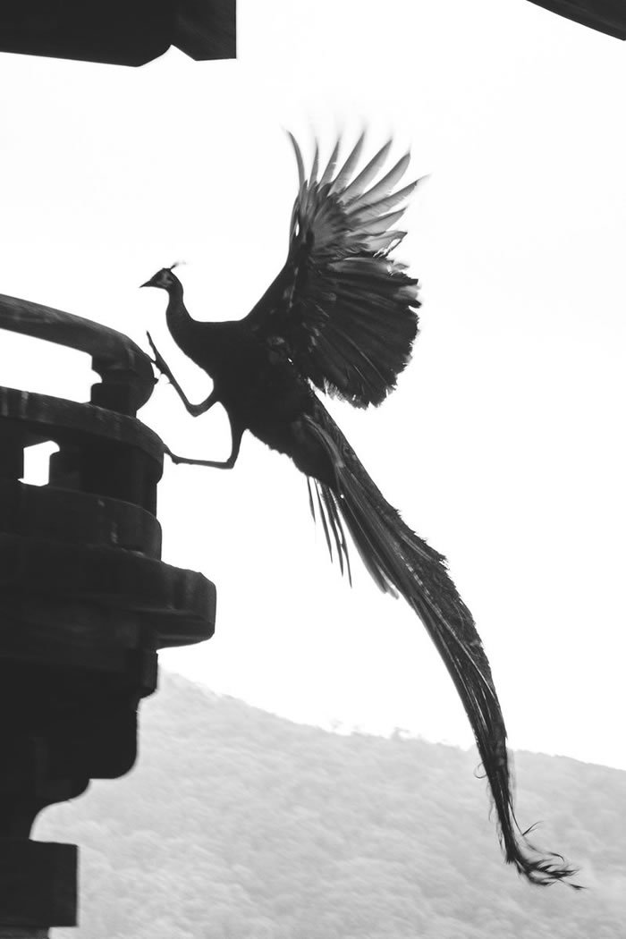 �ձ��ĳ�������ɽ�ַ����ĵ����ޡ���ˡ�������а��裿ԭ����ֻ��ȸ