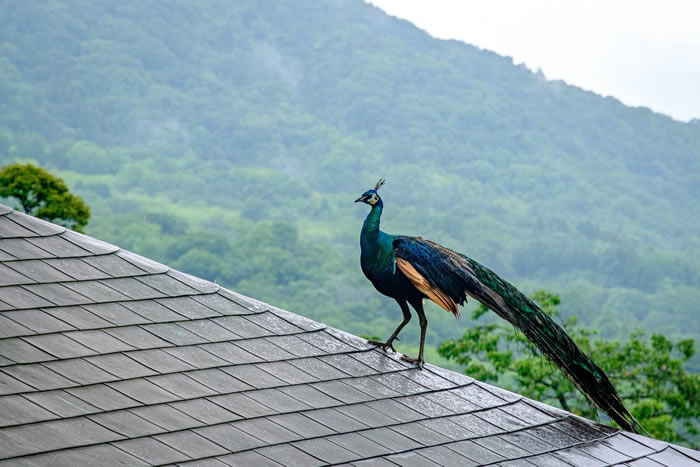 �ձ��ĳ�������ɽ�ַ����ĵ����ޡ���ˡ�������а��裿ԭ����ֻ��ȸ