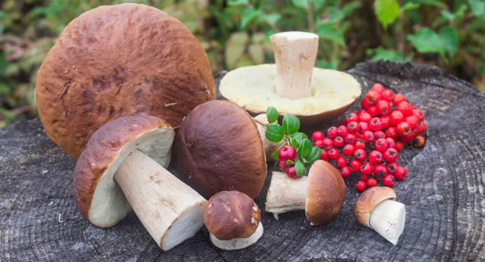 蘑菇是维他命和营养物质的“仓库” 对血管和神经系统产生积极影响还抗癌