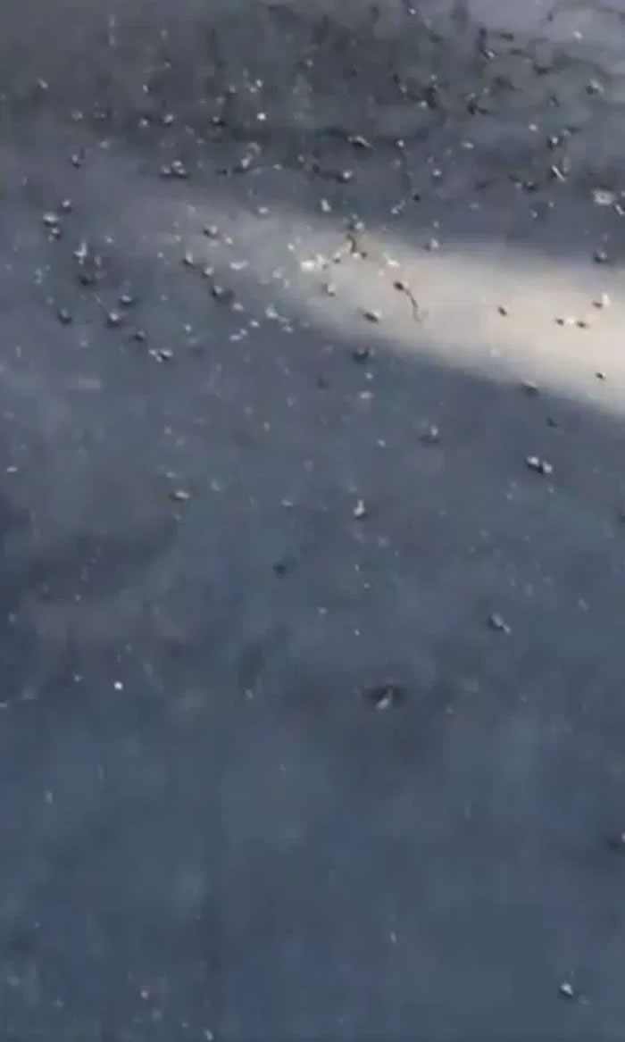 美国加州地震:网红Khalil Underwood称家门外惊见大量死蜜蜂