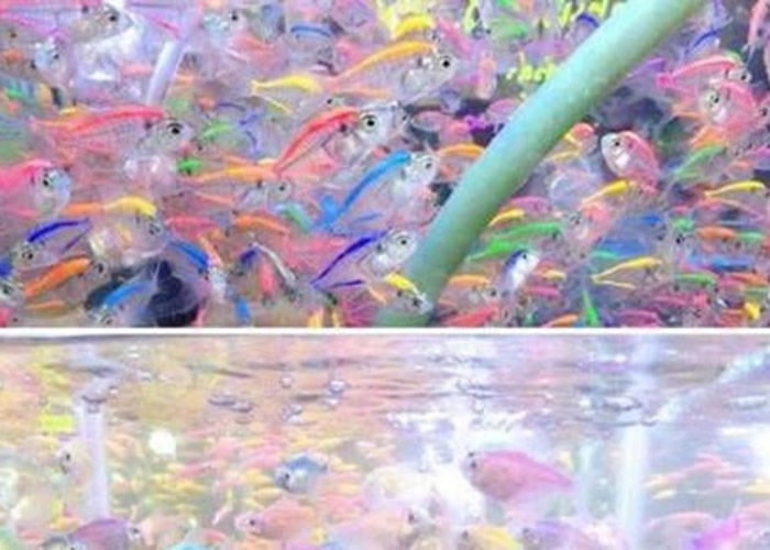 ̩㷷Ϊ׬ȡ΢Ͳˮע ֶβ̰