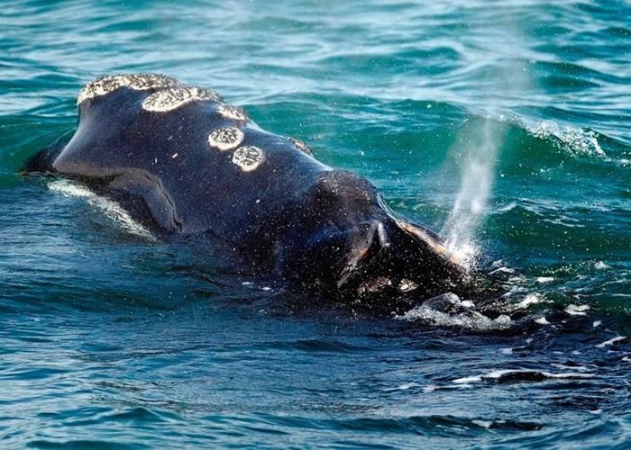 北大西洋露脊鲸属濒危物种。