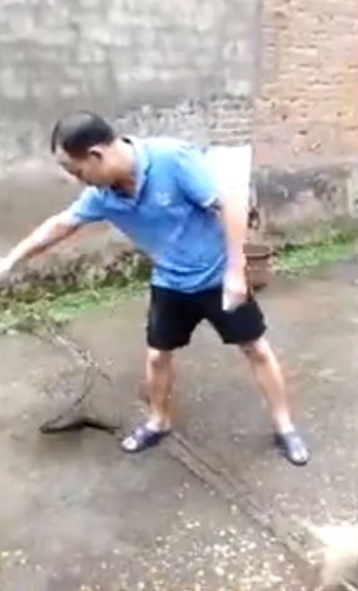 不作死就不会死:中年男子把玩眼镜蛇请朋友拍片上传 惨遭咬死