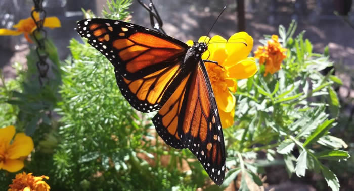 《PLoS One》杂志:最近20年美国境内的蝴蝶数量神秘地减少三分之一