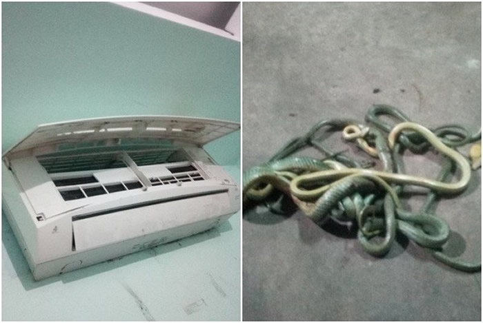 深夜泰国男子房间传出诡异怪声 检查发现冷气机里塞5条蛇