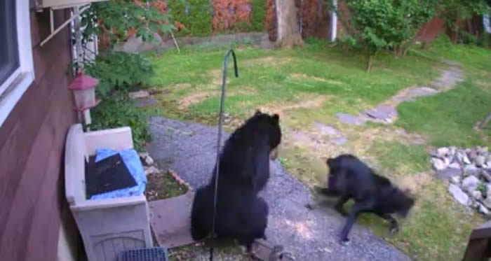 �����������ݾ����Ժ��������� �ھ�Ӣ�ºڹ��ϵ���������