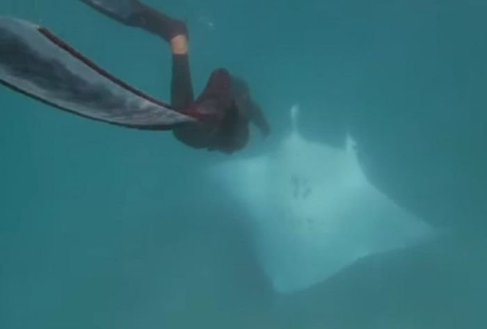 澳大利亚海域3米长鬼蝠魟主动靠近潜水客 原来眼睛附近扎了鱼钩向人类求救