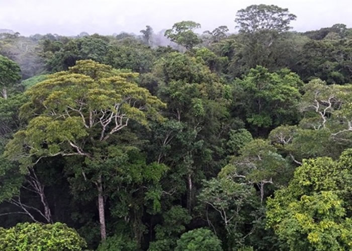巴西国家太空总署公布卫星监测数据指亚马逊森林面积上月流失达769.1平方公里