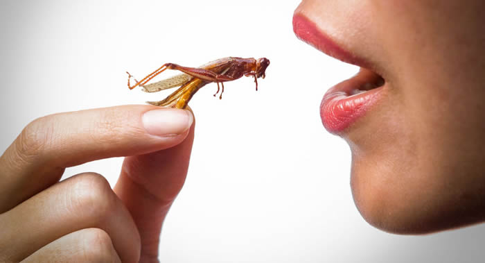 《营养学前沿》:昆虫不仅营养丰富 还是更有益的肉类替代品