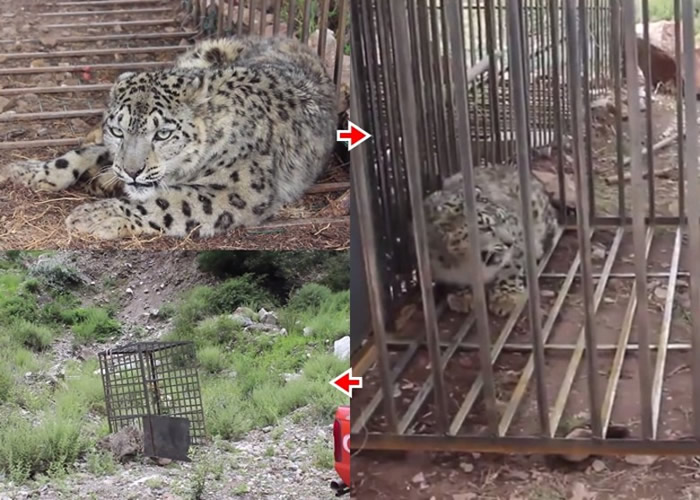 雪豹康复状态理想,当局用车牵引笼门开门放生。