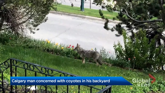 加拿大卡城男子家中后院住了一窝狼 政府部门称私人地方管不了