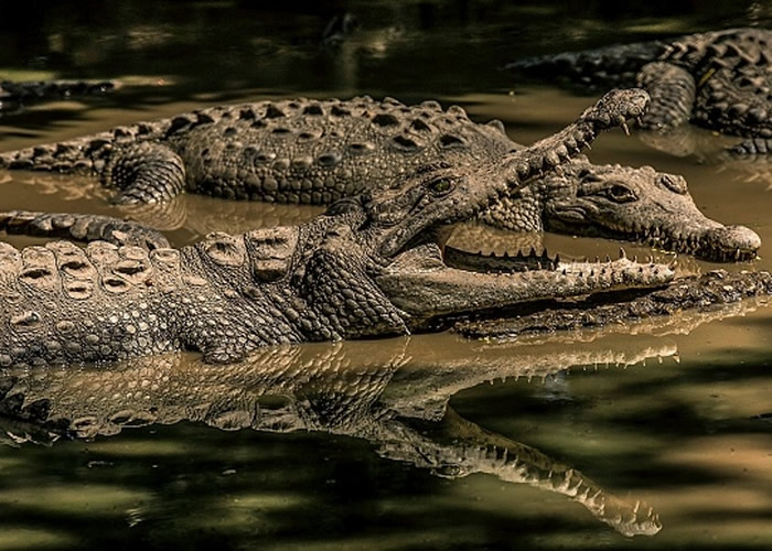 美国田纳西州警方要求民众停止将毒品冲入厕所 或导致“毒鳄鱼”出现