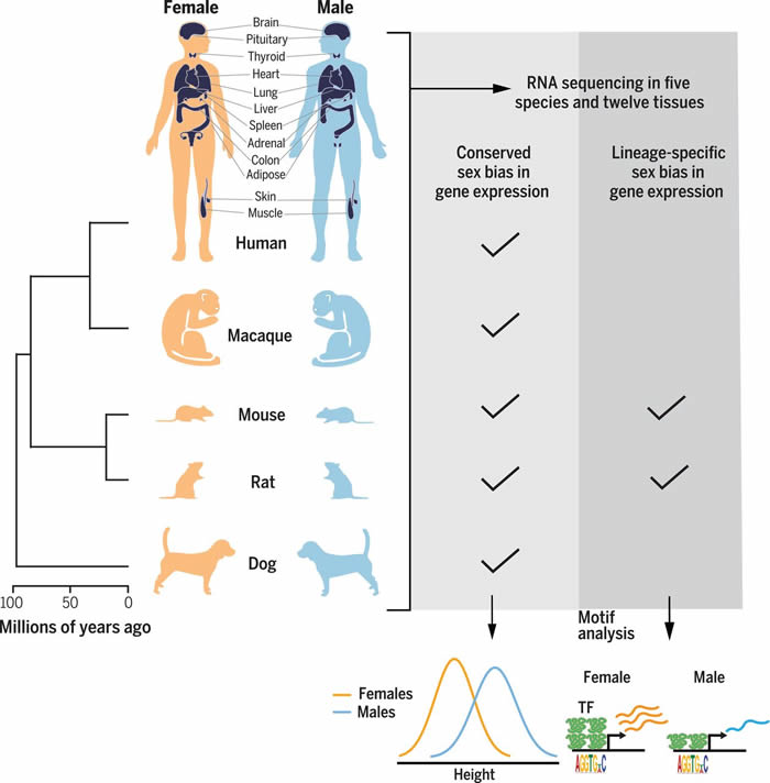 哺乳动物雌雄两性间存在着整个基因组中的基因表达变异