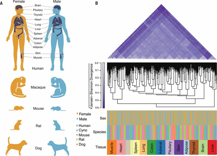 哺乳动物雌雄两性间存在着整个基因组中的基因表达变异