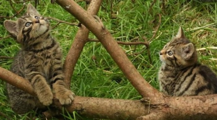 Ӣ����Σ�ո���Ұè������ ���ÿɰ�