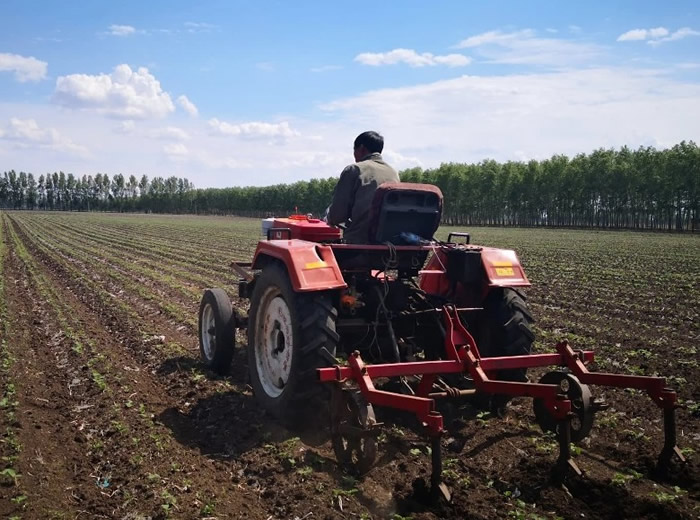 ������������������ɭ�ֿ������������Ĵ� ��ֹ360����ɭ��ԭ��ֲ��ת��Ϊũ��