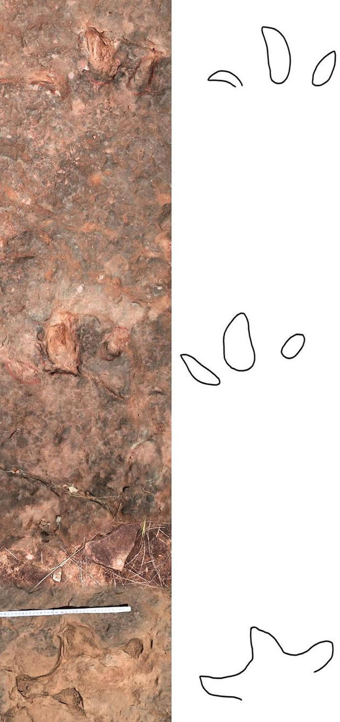 中国云南禄丰发现的李氏滑石板三叉足迹的模式标本