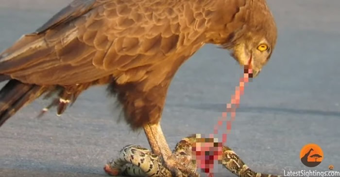南非克鲁格国家公园短趾雕在路中间抓了一条蛇大快朵颐