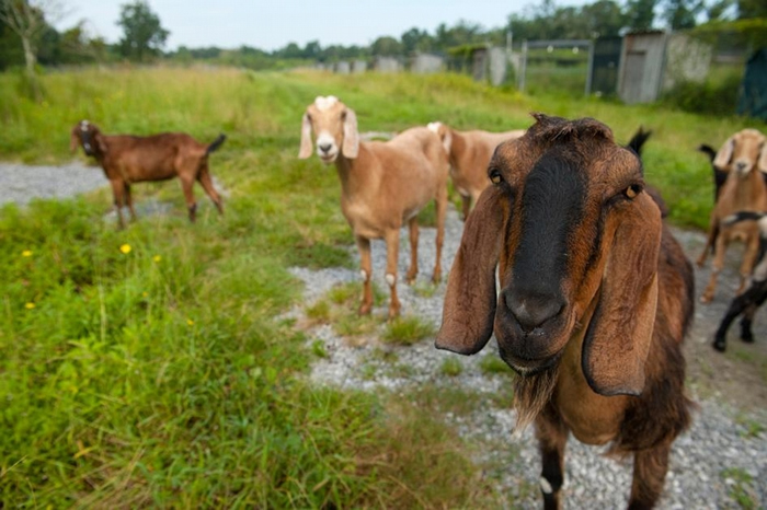 山羊是聪明的社会性动物。 新研究显示,牠们可以从其他山羊的叫声中,判断对方是快乐还是沮丧。 PHOTOGRAPH BY JOEL SARTORE, NAT GE