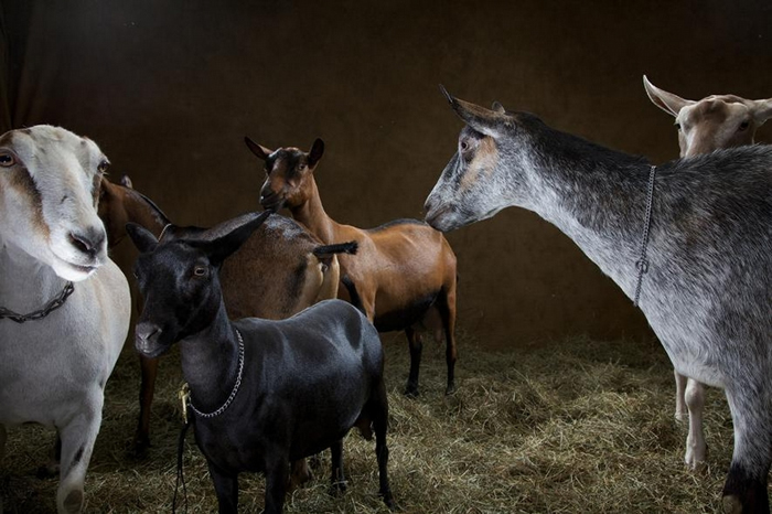 确认山羊能感受其他山羊的快乐或沮丧,或许会影响人们如何对待圈养山羊。 PHOTOGRAPH BY VINCENT J. MUSI, NAT GEO IMAGE