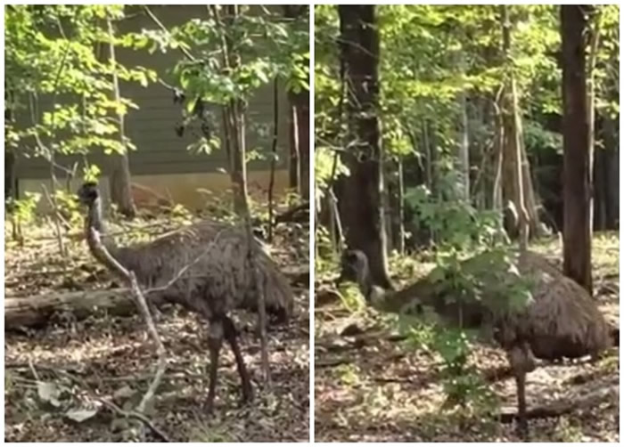 美国北卡罗莱纳州1.5米高鸸鹋逃跑被政府“通缉”