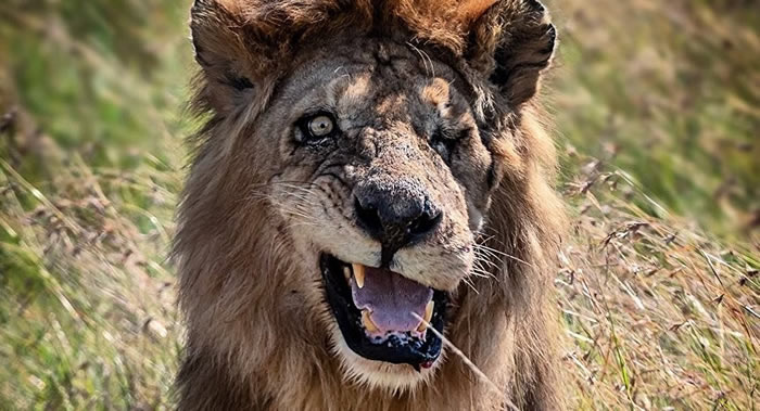 ��������Ȼ���������ֶ���ʨ�� ���κ���ʨ��������ķ��ɽ�ɫ�����̡�