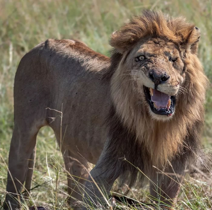 ��������Ȼ���������ֶ���ʨ�� ���κ���ʨ��������ķ��ɽ�ɫ�����̡�