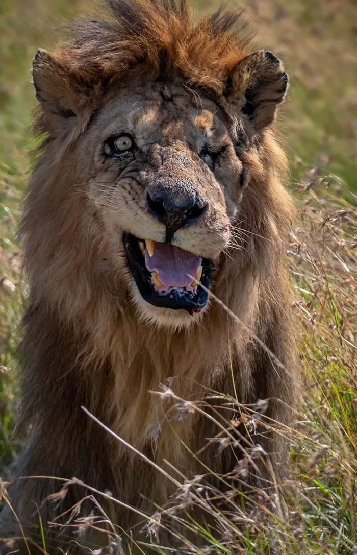 ��������Ȼ���������ֶ���ʨ�� ���κ���ʨ��������ķ��ɽ�ɫ�����̡�