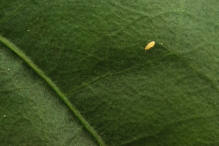 螨虫在农作物上“工作”。