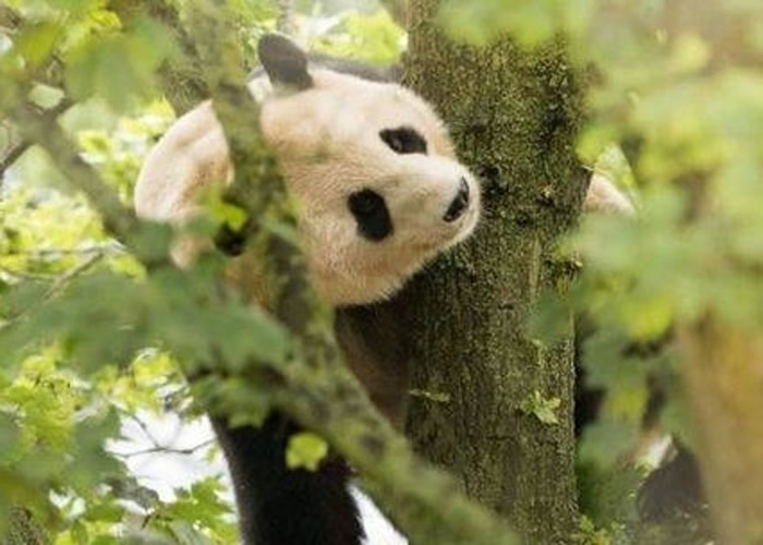 þӢ԰è⡱ͨΧ йŭ