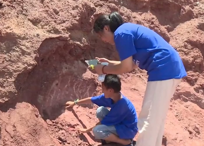 广东省河源市小学生河边游玩意外发现一窝6500万年前白垩纪晚期“恐龙蛋”化石