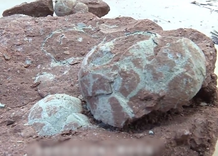 广东省河源市小学生河边游玩意外发现一窝6500万年前白垩纪晚期“恐龙蛋”化石