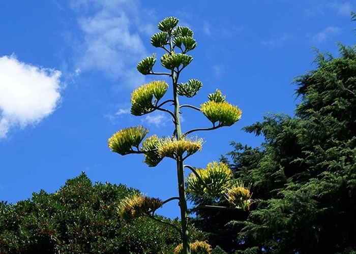 �ձ������ձȹȹ�԰6�׸�������50�����׿��� �����������ڵ������մ�