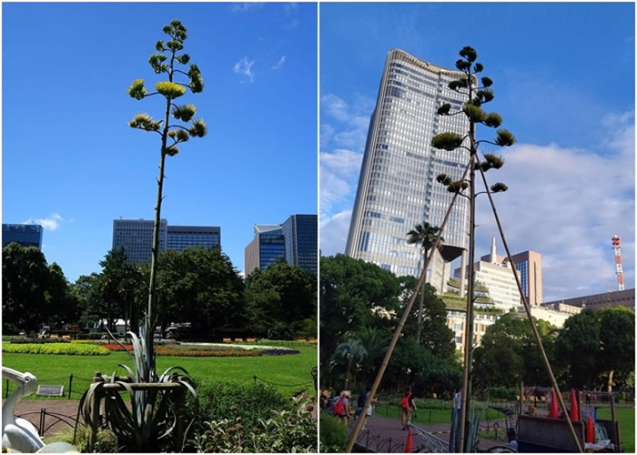 �ձ������ձȹȹ�԰6�׸�������50�����׿��� �����������ڵ������մ�