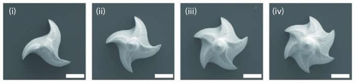 用类似蛇类毒牙样微针片快速给予啮齿类动物液体药物