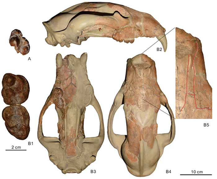 新报道的阿提卡印度熊头骨(江左其杲 供图)