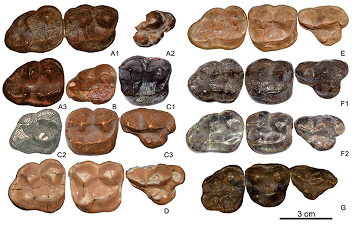 印度熊类牙齿对比图(江左其杲 供图)