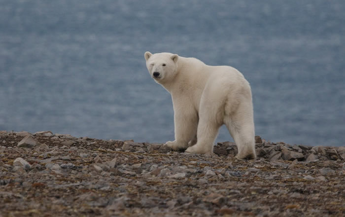 俄罗斯楚科奇自治区今年北极熊出现的时间晚了一个月