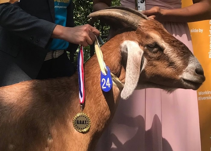 已吃掉1328磅外来入侵植物的啡色山羊梅西(Massey)位列榜首