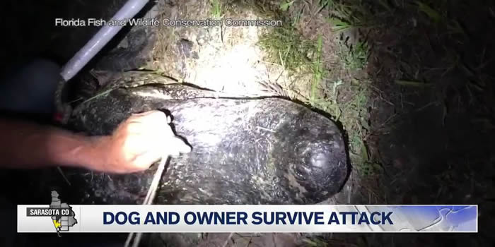 美国佛罗里达州一只拉布拉多差点成巨鳄午餐 主人跳河徒手掰开鳄鱼大嘴抢回爱犬