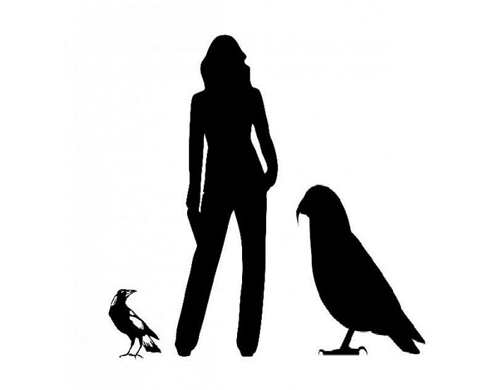 ����������1900����ǰ��������Heracles inexpectatus�ź���ʯ