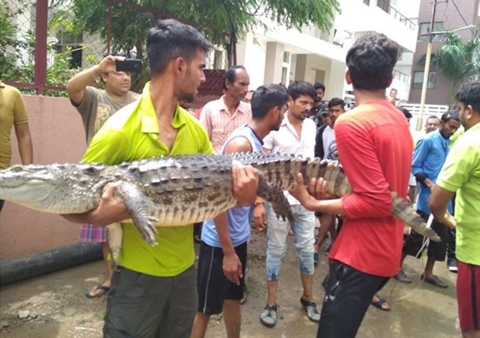 瓦多达拉居民合力捉走鳄鱼。