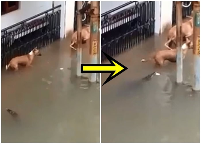 鳄鱼潜伏水中,再慢慢逼近狗只。