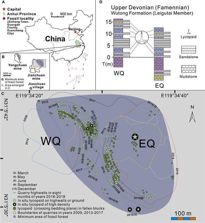 安徽省新杭镇附近发现亚洲最大泥盆纪森林