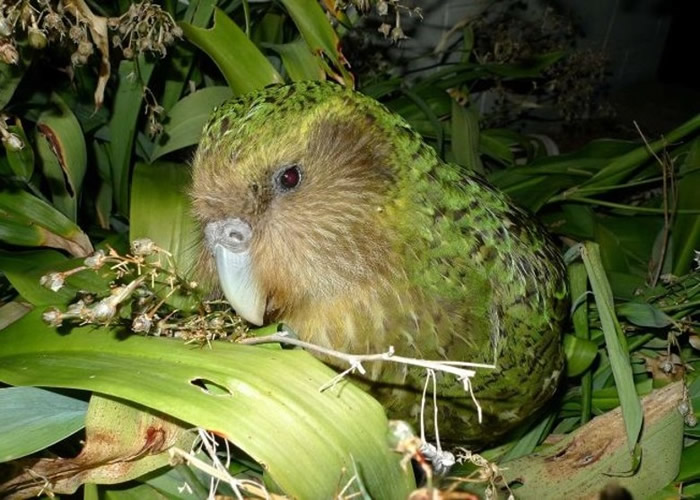 ��Σ�^���Ļ�������ʳ��