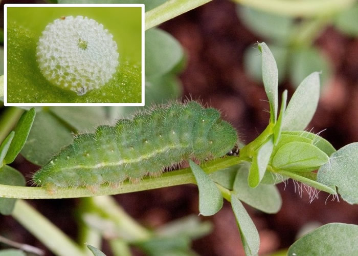 �����׳�ϲ��Ұ���������Ҷ��Ϊʳ��