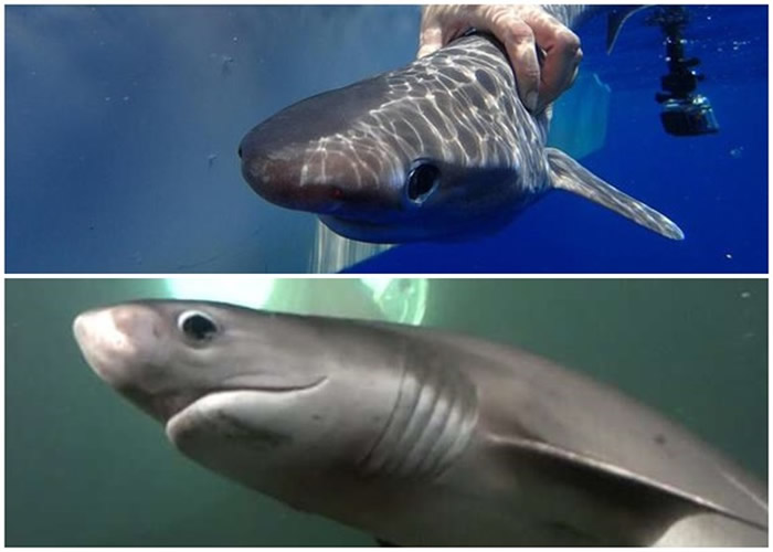 钝鼻六鳃幼鲨小巧可爱,但长大后不容小觑。