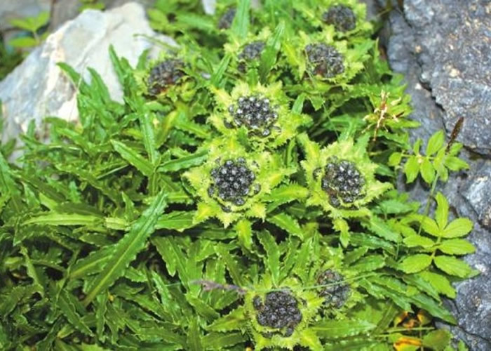 四川卧龙国家级自然保护区发现新物种“巴朗山雪莲” 为“极度濒危”等级